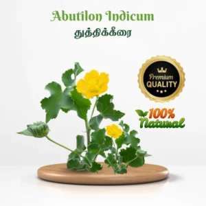 Abutilon Indicum